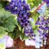 GrapesPainting